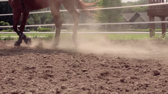 Following to foot of horse running on the sand. Close up of legs of stallion galloping on the wet muddy ground. Slow motion stock video stock video