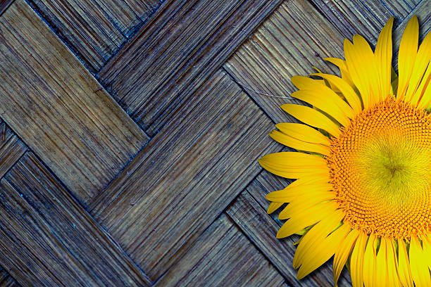 Amarillo girasol con fondo de bambú antiguo con textura - foto de stock