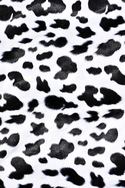 Cow pattern Cow pattern. Background or texture cowhide stock pictures, royalty-free photos & images
