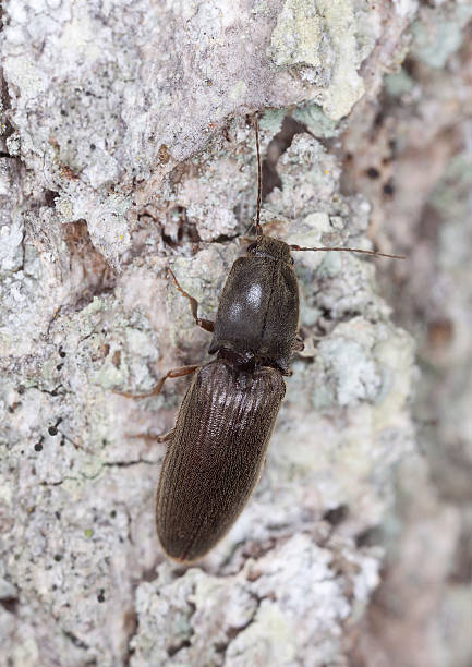 istock Click beetle, Elateridade on wood, macro photo 178480087