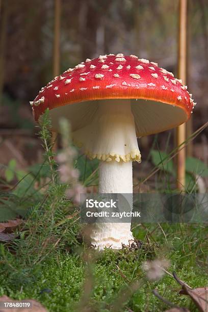 Photo libre de droit de Agaric Fly banque d'images et plus d'images libres de droit de Acrostichum aureum - Acrostichum aureum, Amanite parcivolvata, Amanite tue-mouche