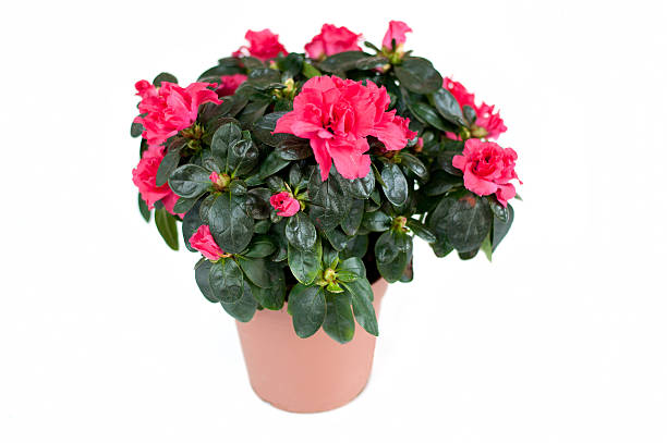 istock Azalea. Room flower isolated on white 178480181