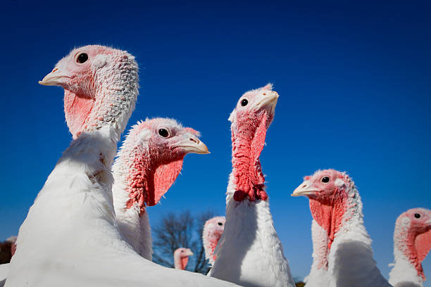 istock We're the judge and jury 178480201