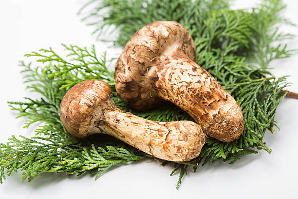 Matsutake mushroom Two Matsutake mushroom matsutake mushroom stock pictures, royalty-free photos & images