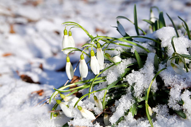 istock snowdrops flowers in snow at early spring 178480600
