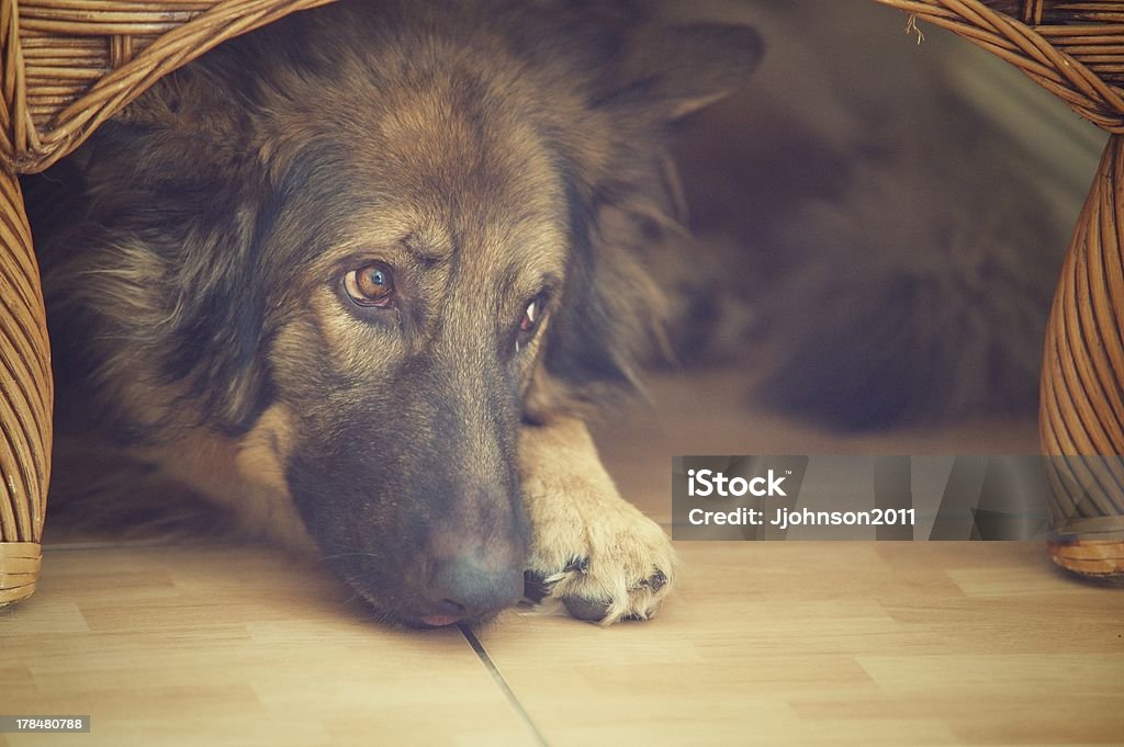 Hide and seek "If I look away, you can't see me!" Dog Stock Photo