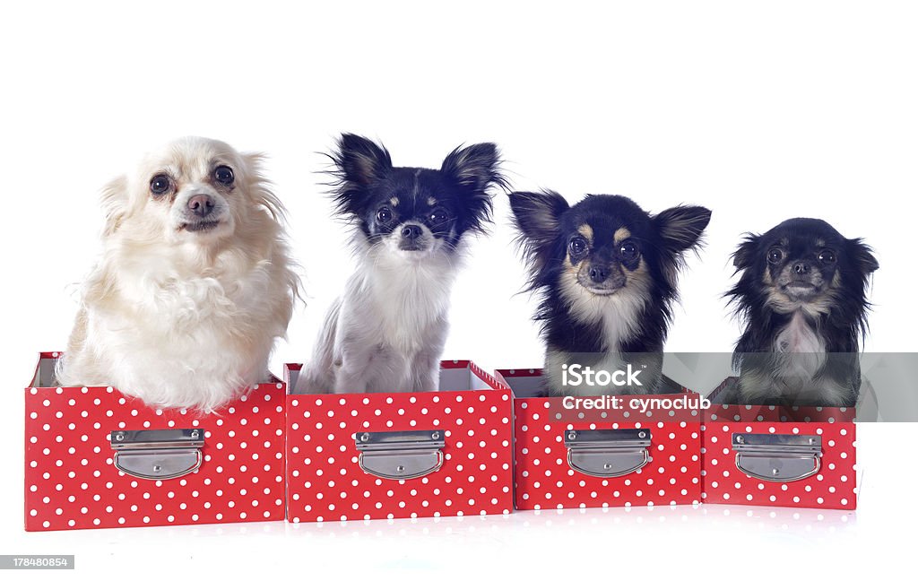 Quatro chihuahuas - Royalty-free Amizade Foto de stock