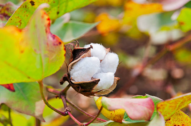 istock Close-up of Cotton Boll 178481016