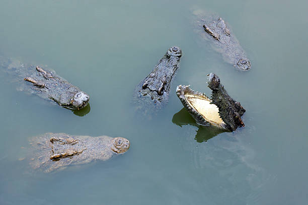 istock Crocodiles in the water 178481030