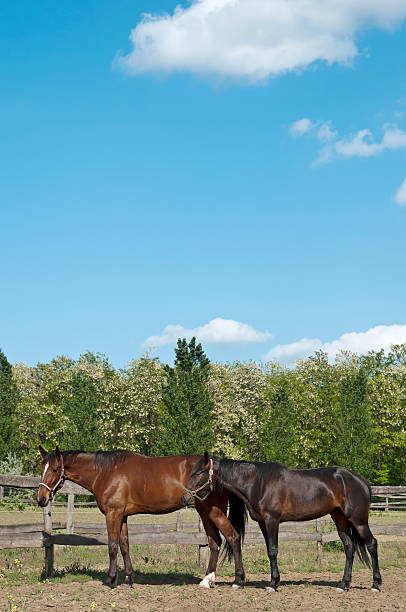 istock Horses on the farm side view 178481071
