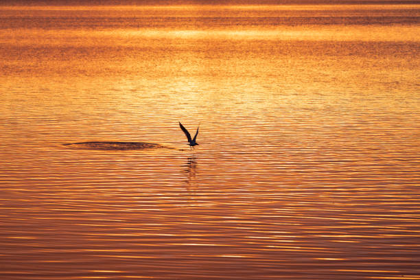 istock Intense red sunrise over bay with gull skimming across surface 1784811619