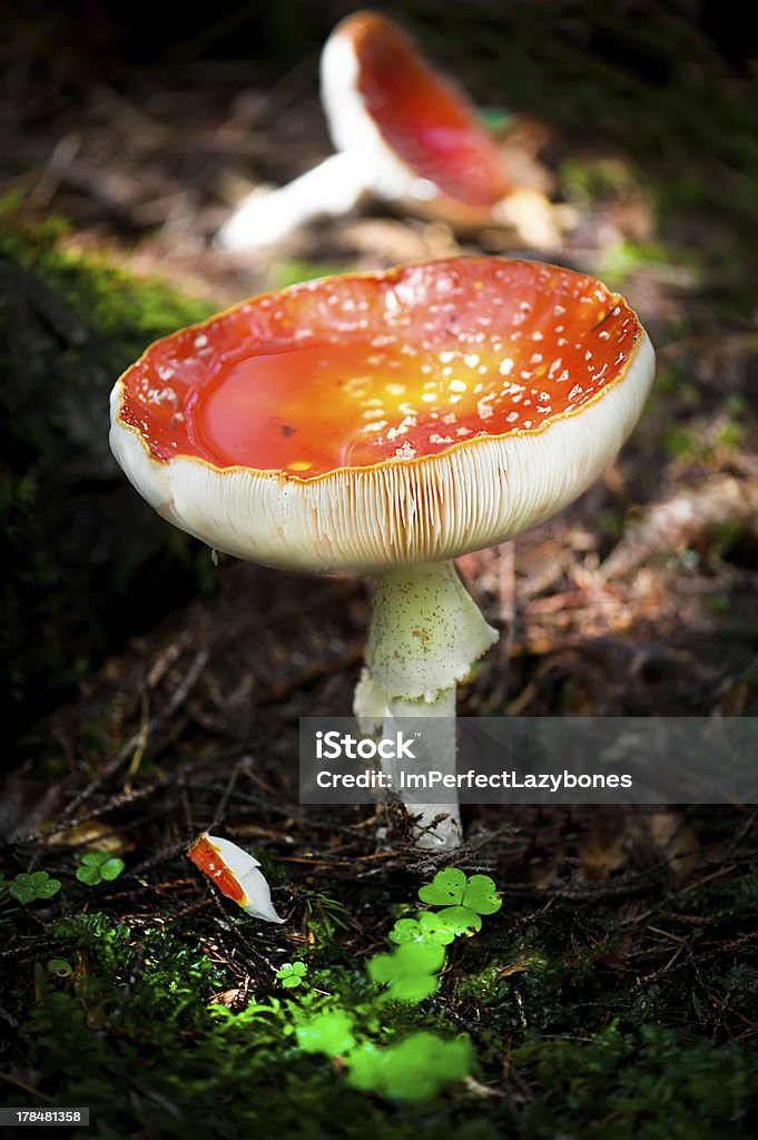 Agárico mosca hongos en el bosque - Foto de stock de Aire libre libre de derechos