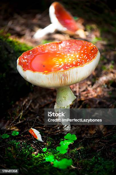 Муха Agaric Грибы В Лесу — стоковые фотографии и другие картинки Альтернативная медицина - Альтернативная медицина, Без людей, Ботаника