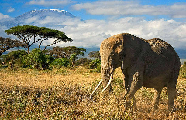 istock African elephant in front of mt. kilimanjaro 178481471
