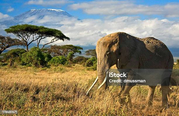 African Elephant In Front Of Mt Kilimanjaro Stock Photo - Download Image Now - African Elephant, Amboseli National Park, Animal