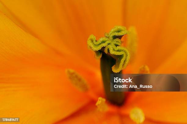 Tulip Yellow Stock Photo - Download Image Now - Blossom, Botany, Clean