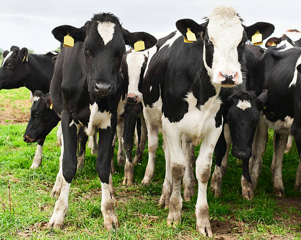 istock Herd of inquisitive Holstein cows 178481562