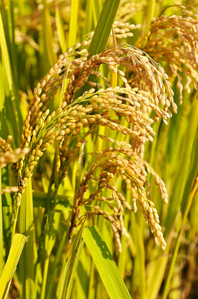 istock Golden ears of rice 178481647