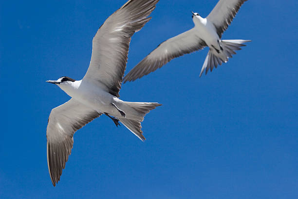 два sooty terns в полете - sooty tern стоковые фото и изображения