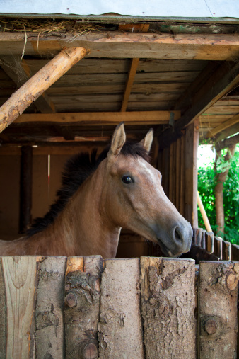 Arabian full blood horse