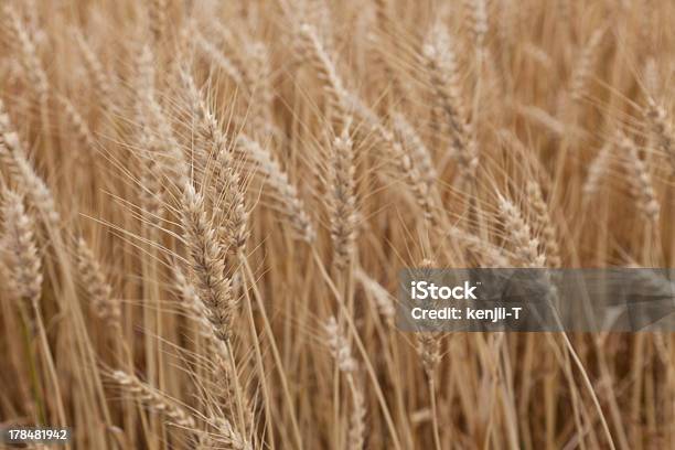 Campo De Trigo - Fotografias de stock e mais imagens de Agricultura - Agricultura, Amarelo, Ao Ar Livre