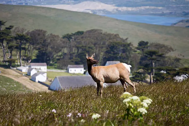 Tule Elk on the hills above the Pierce Point Ranch at Point Reyes National Seashore