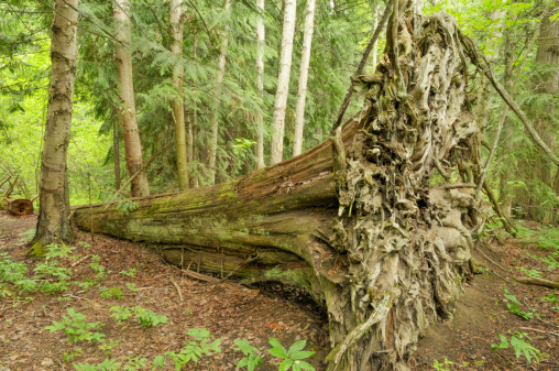 Old growth Douglas fir on the forest floor,with its roots in the air.