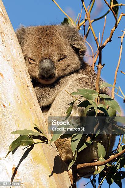 寝室コアラ - オーストラリアのストックフォトや画像を多数ご用意 - オーストラリア, オーストラリア文化, コアラ