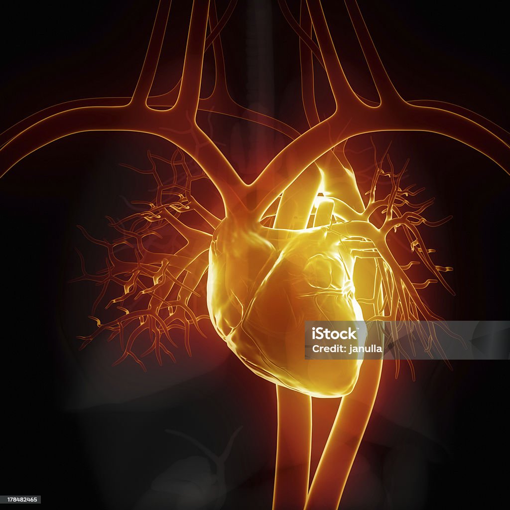 Glowing heart with internal organs 3D image Glowing heart with internal organs Anatomy Stock Photo