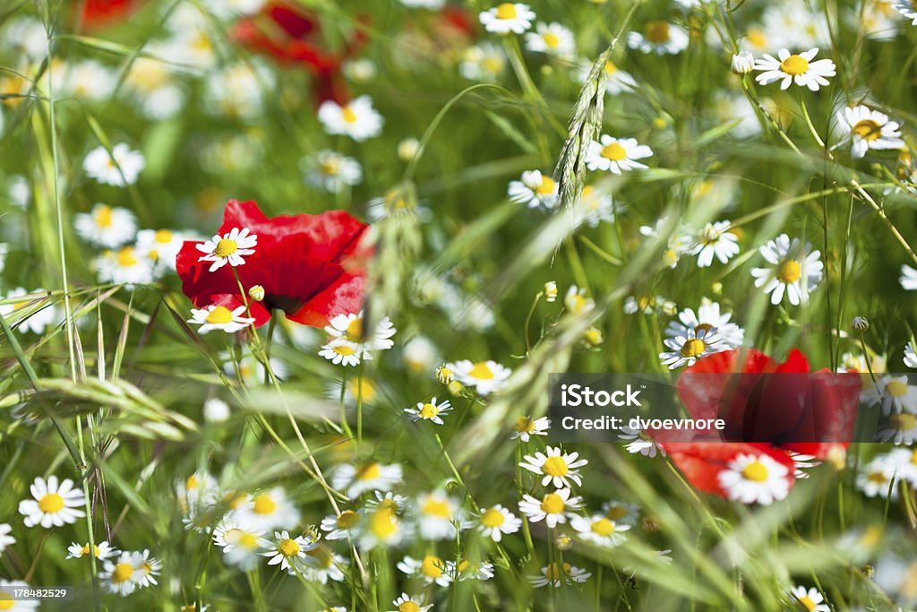 Motley grass Camomiles and poppies meadow in sunny day. Shallow depth of field. Agricultural Field Stock Photo
