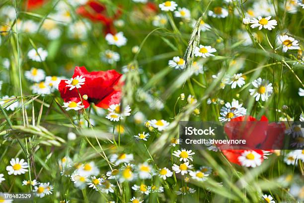 Motley Grass Stock Photo - Download Image Now - Agricultural Field, Backgrounds, Beauty In Nature