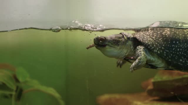 Giant Sea Turtles Swim Underwater and Eat Algae in Natural Aquarium, Zanzibar stock video