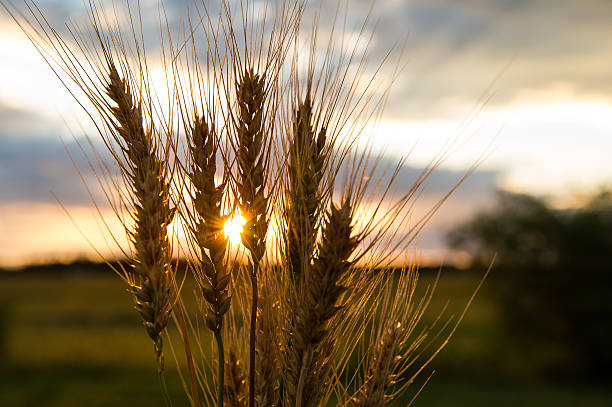 Harvest Sunrise stock photo