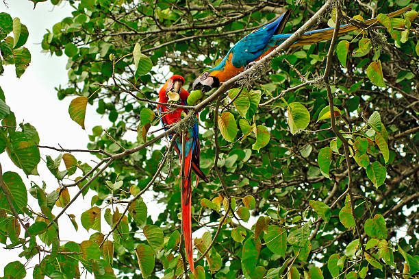 istock Red, and blue-Yelow Macaw Eating 178482711