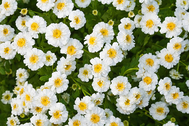 flower bed stock photo