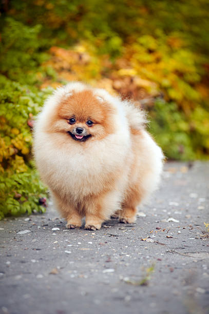 istock Young puppy Spitz in autumn 178482887