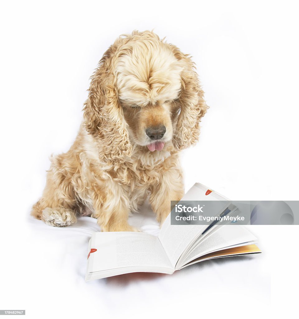 Hund liest Buch, mit der Spitze der Zunge heraus - Lizenzfrei Betrachtung Stock-Foto