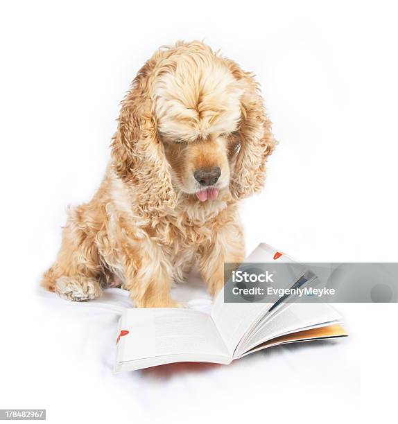 Hund Liest Buch Mit Der Spitze Der Zunge Heraus Stockfoto und mehr Bilder von Betrachtung - Betrachtung, Bildung, Buch