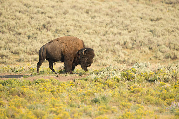 istock Bison buffalo lone in field Yellowstone National Park 178483154