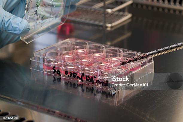 Stammzelle Kultur In Einem Labor Stockfoto und mehr Bilder von Induzierte pluripotente Stammzelle - Induzierte pluripotente Stammzelle, Stammzelle, Forschung