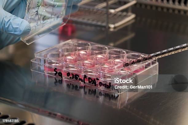 Stem Cell Culture In A Laboratory Stock Photo - Download Image Now - Induced Pluripotent Stem Cell, Stem Cell, Research