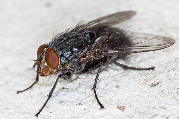 istock Close-up of a housefly 178483325