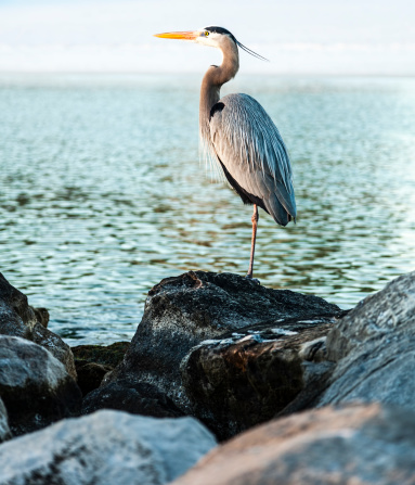 A Great Blue Heron catching crabs on the shoreline at Lakes Entrance