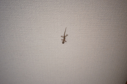 gecko on the ceiling of the house