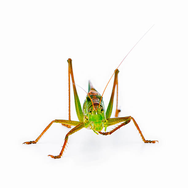 Great Green Bush Cricket "Colorful Great Green Bush Cricket - Tettigonia Viridissima - front view. Large female animal. Left leg raised for inspection - or perhaps thoughtfulness, who knows..." hott stock pictures, royalty-free photos & images