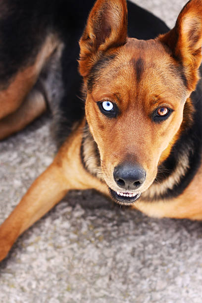 Dog with mixed coloured eyes stock photo