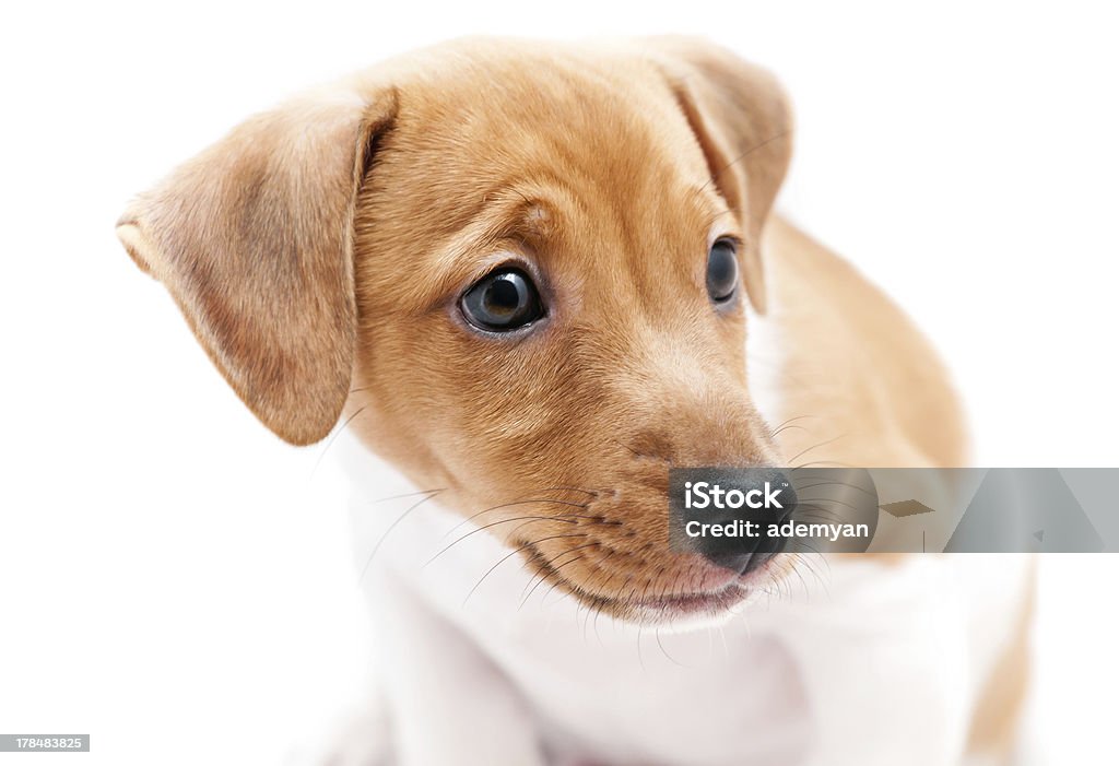 Cucciolo Jack Russell - Foto stock royalty-free di Ambientazione interna