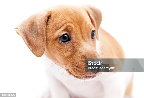 Cucciolo Jack Russell - Fotografie stock e altre immagini di Ambientazione interna - Ambientazione interna, Animale, Animale da compagnia