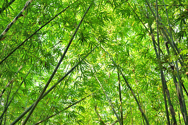 bamboo forest stock photo