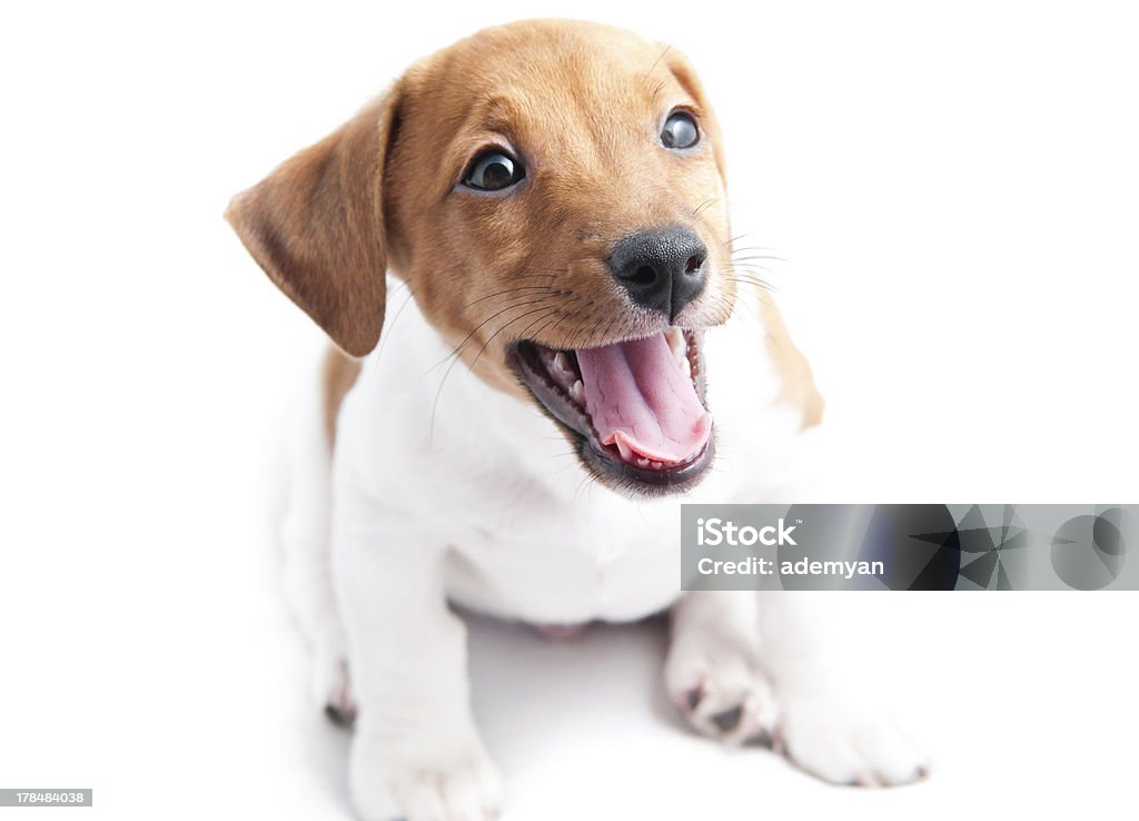 Hund Jack Russell - Lizenzfrei Braun Stock-Foto